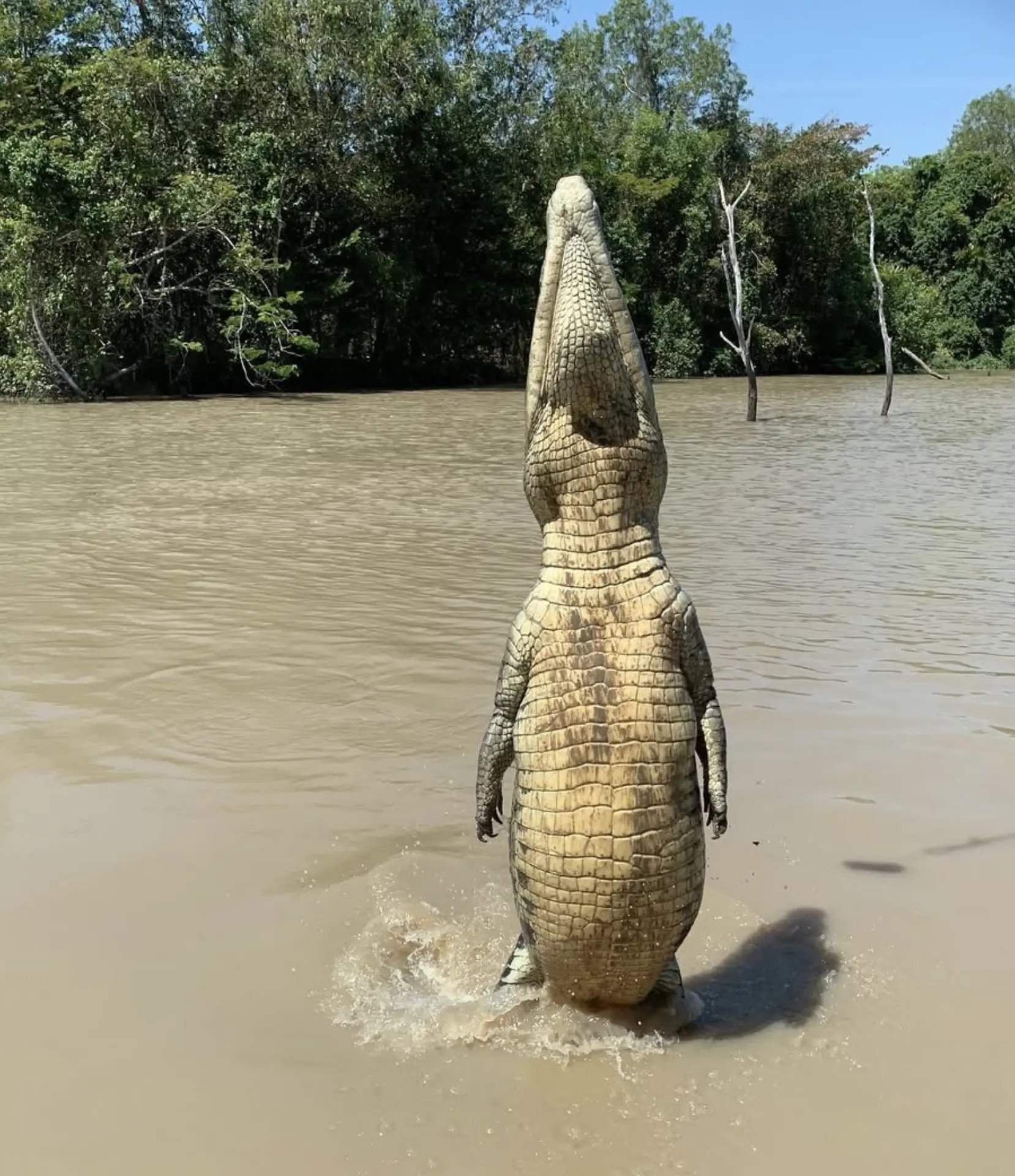 Jumping Crocodile Tours