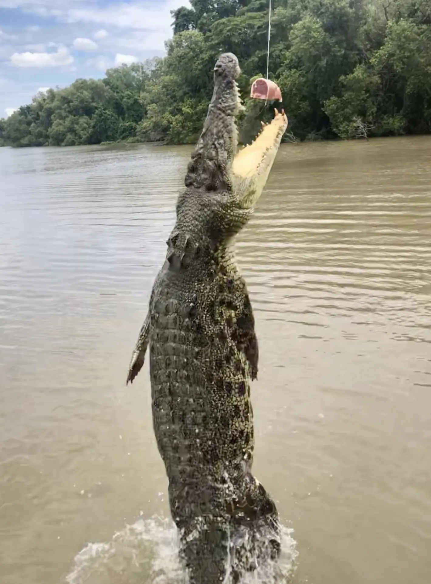 jumping crocodile tour Darwin