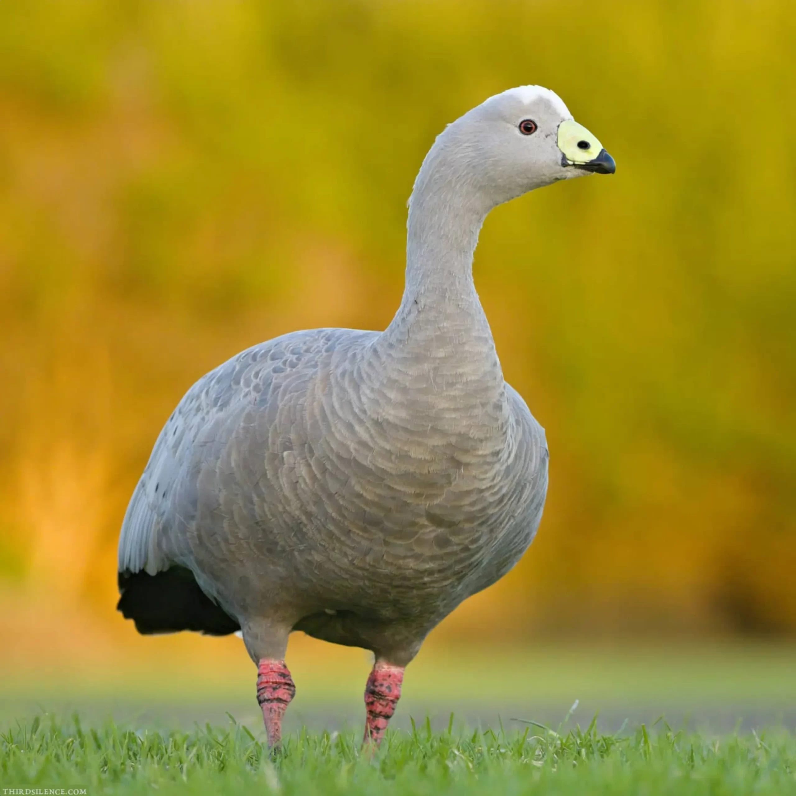 migratory birds, Phillip Island tours