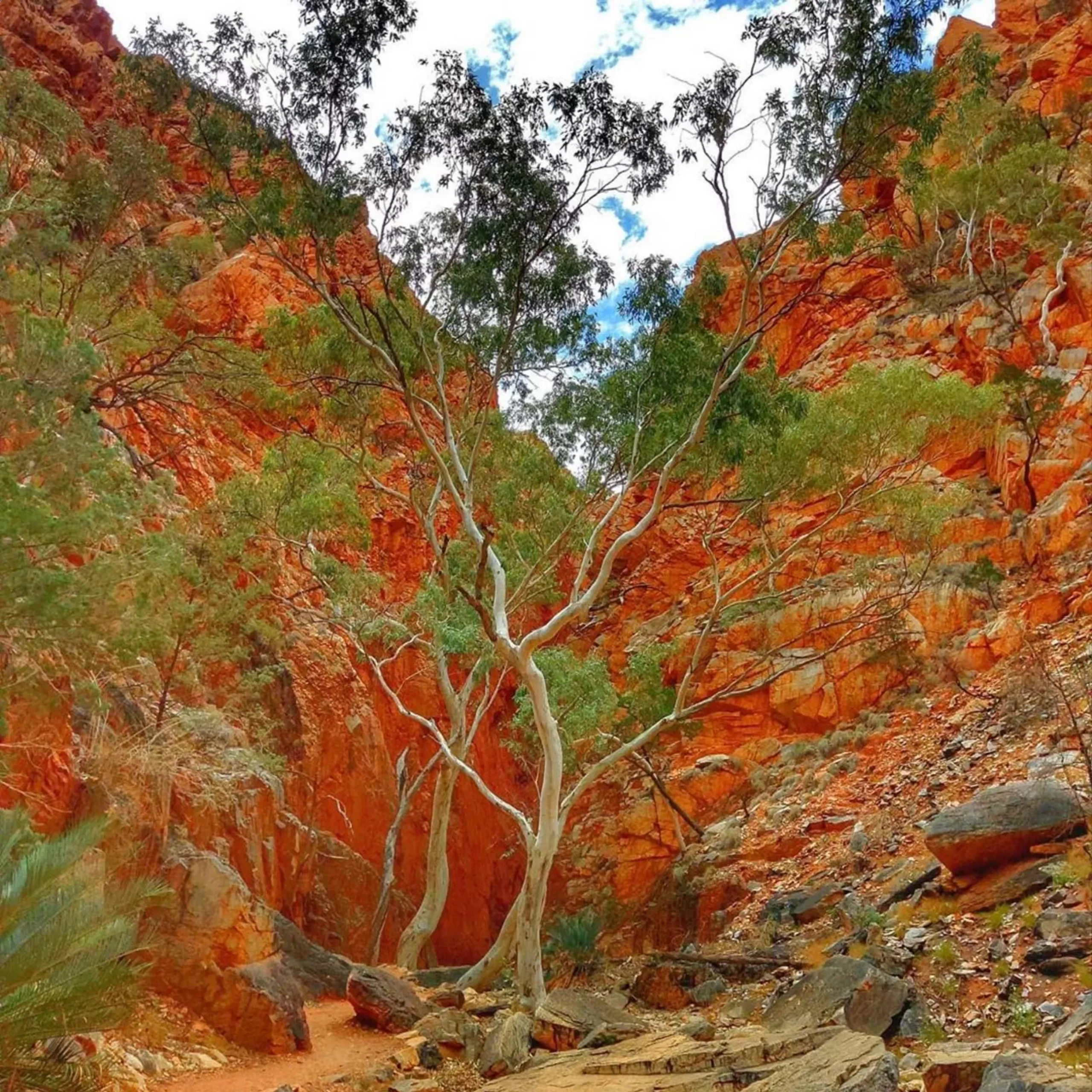 native flora, Larapinta