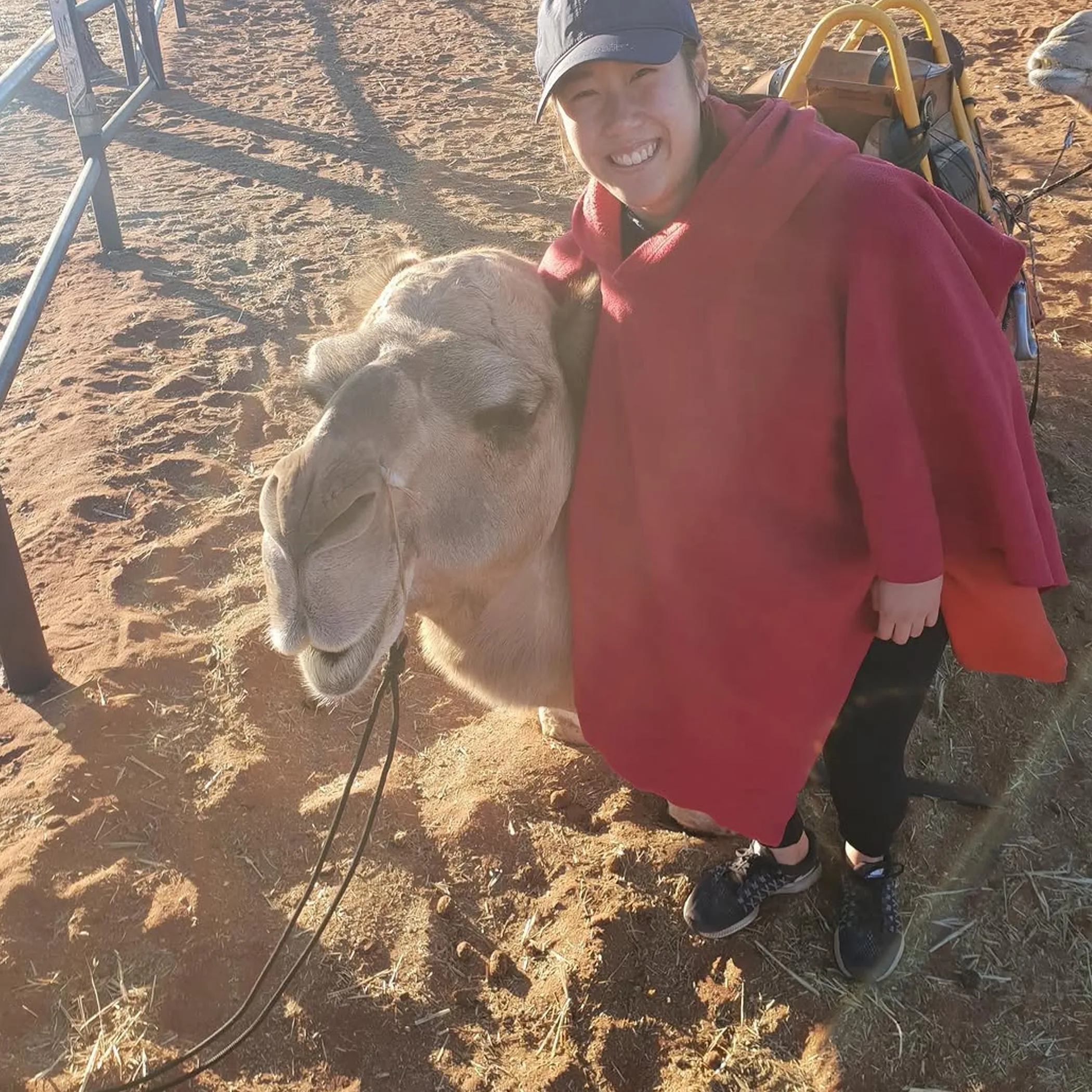 camels walking near uluru rock formation