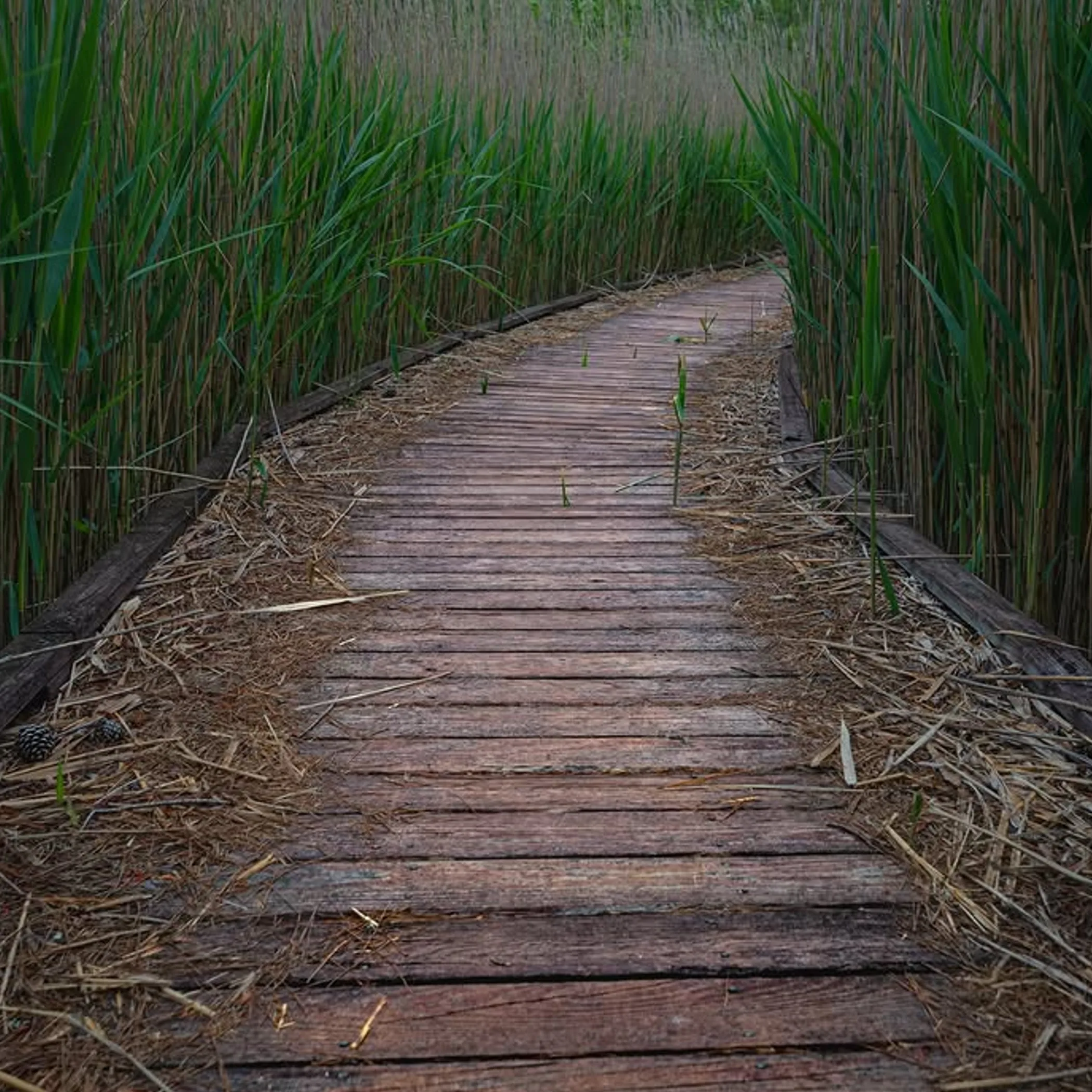 flooded nature trail in kakadu