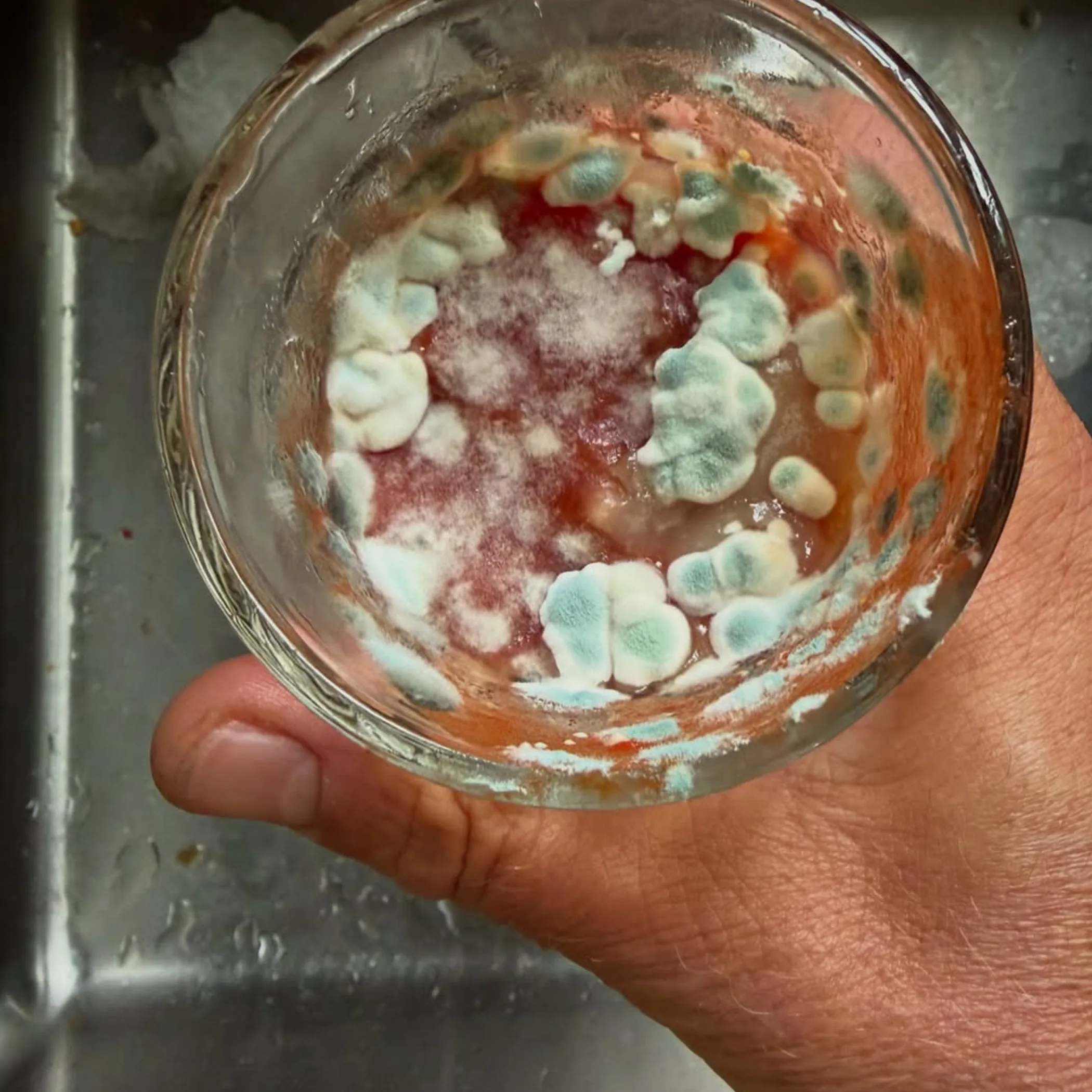 mould growing on food