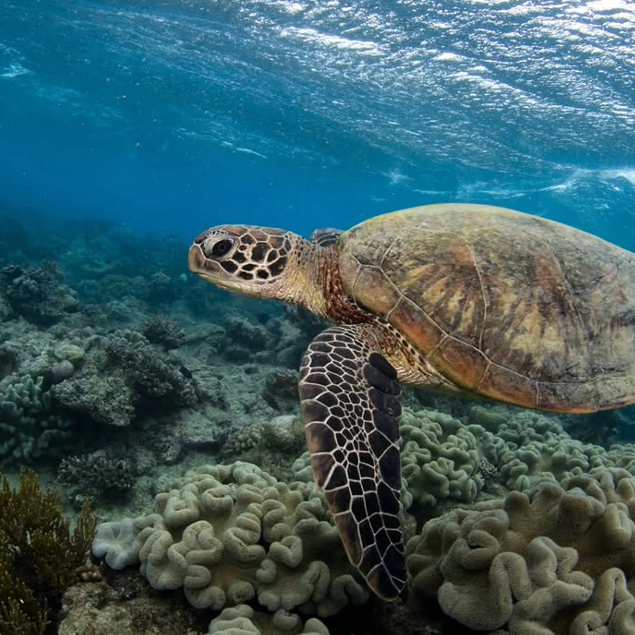 coral reef and marine life