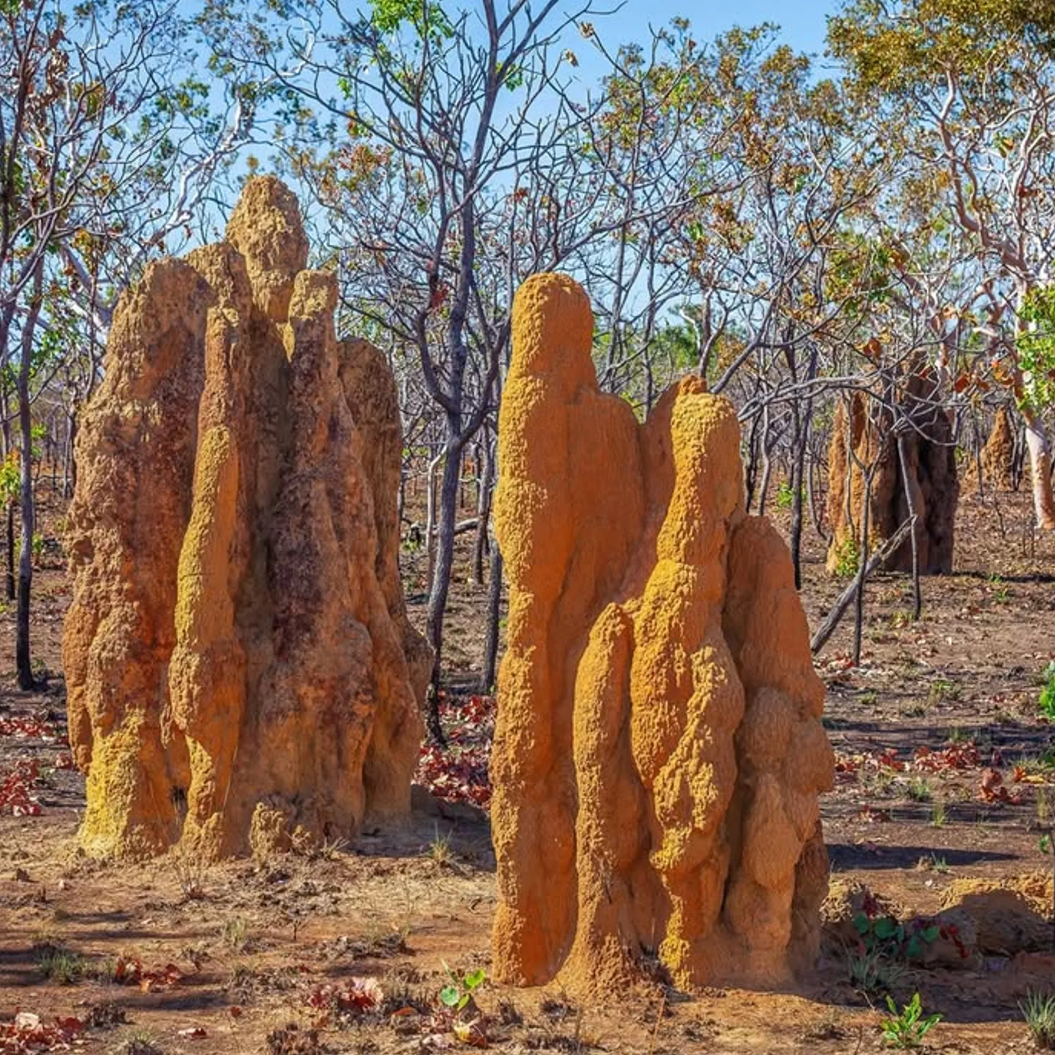 termite mounds in kakadu wetlands